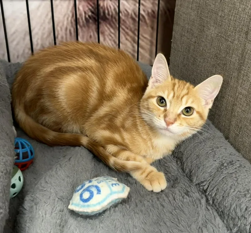 A baby medium-sized female Orange / Red Domestic Short Hair cat named Bashful Riley Fuzzell for adoption in Spring, TX