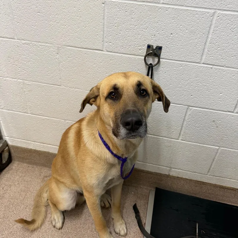 An adult large-sized male Yellow / Tan / Blond / Fawn Anatolian Shepherd dog named Duce for adoption in Ardmore, OK
