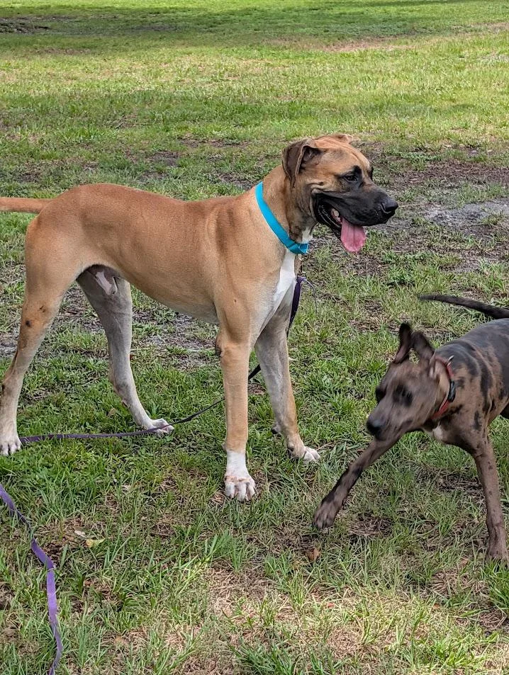 A young extra large-sized male Yellow / Tan / Blond / Fawn Great Dane dog named Scooby for adoption in Lakeland, FL