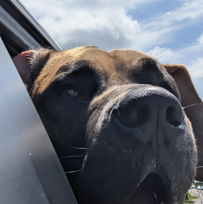 Scooby thumbnail 5