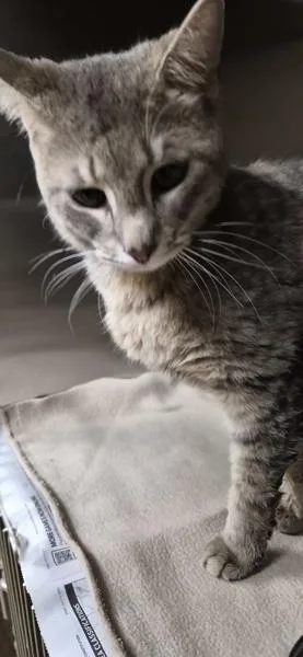 An adult medium-sized male Domestic Short Hair cat named Pen c Tom for adoption in Lawrenceville, GA