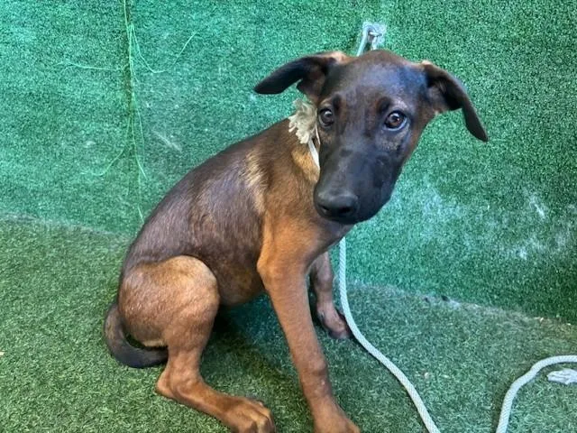 A baby small-sized female German Shepherd Dog dog named Puff for adoption in Lancaster, CA
