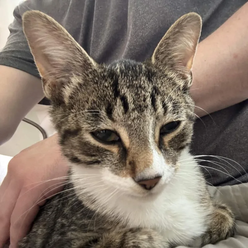 A baby small-sized male Brown / Chocolate Domestic Short Hair cat named Lemonade for adoption in Delaware, OH