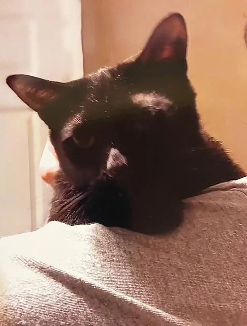 An adult medium-sized male Domestic Short Hair cat named Black Jack for adoption in Marianna, FL