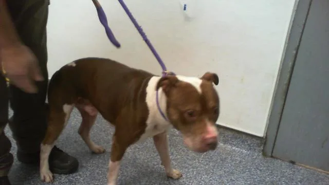 An adult medium-sized male Pit Bull Terrier dog named Aladdin for adoption in Charlotte, NC
