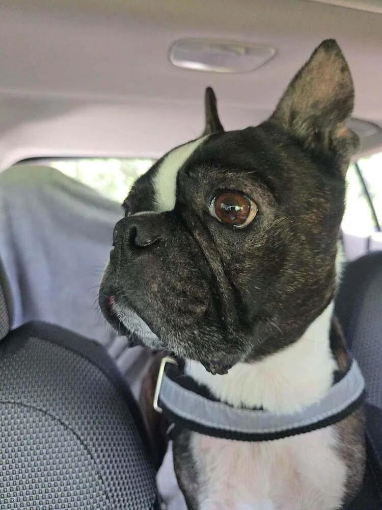 A young medium-sized male Boston Terrier dog named Cosmo Kramer_ XXXX FL for adoption in Maryville, TN