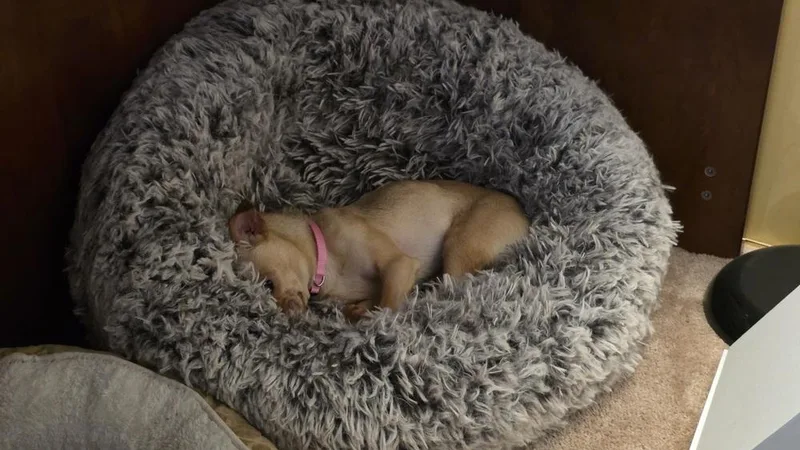 Little P