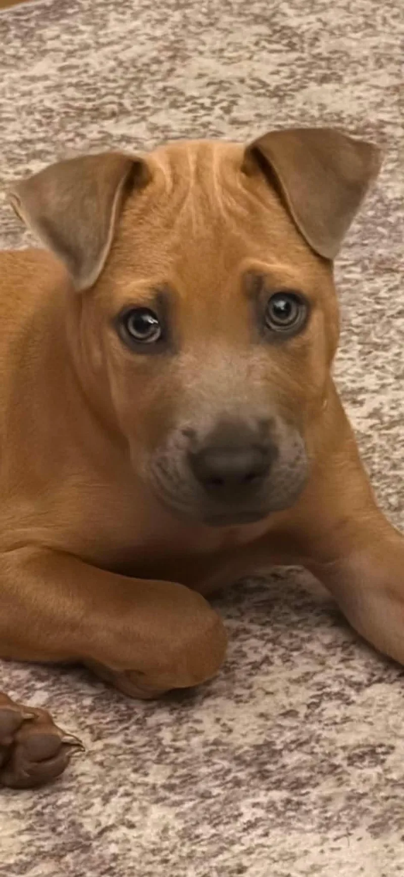 A baby medium-sized male Shepherd dog named Tank for adoption in Schertz, TX