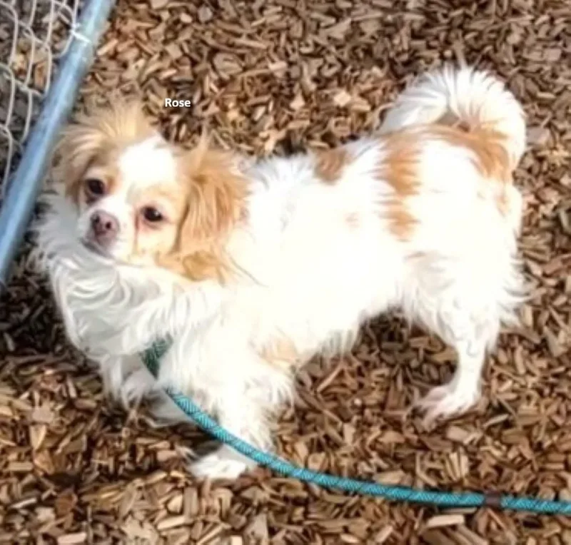 An adult small-sized female Papillon dog named Rose for adoption in East Hartford, CT