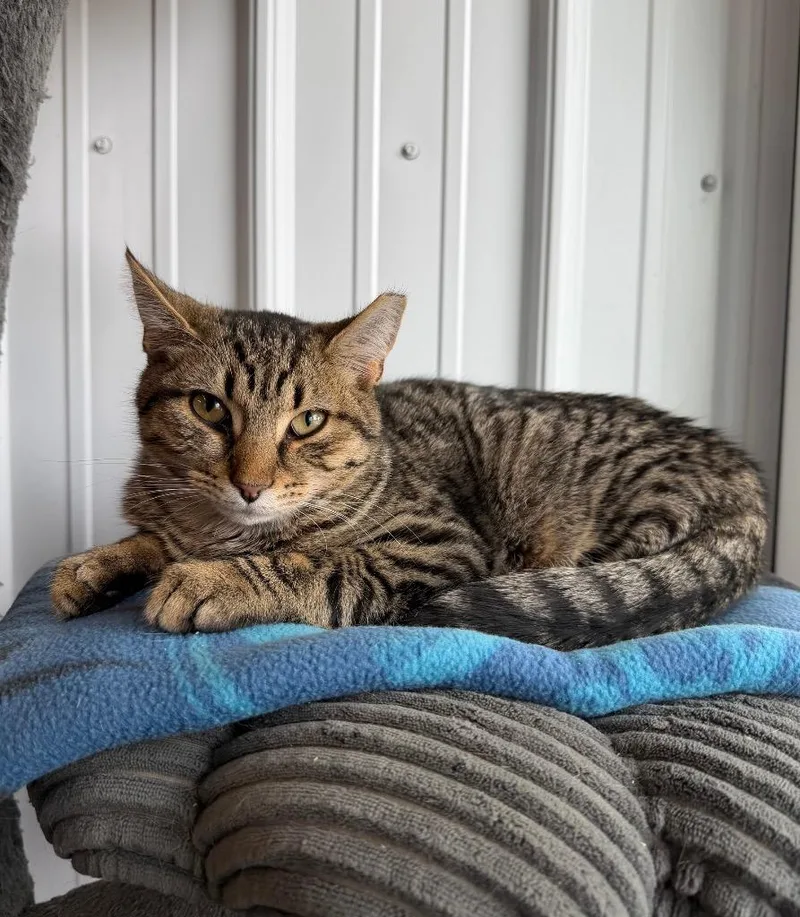 A baby medium-sized male Domestic Short Hair cat named Harrison for adoption in Pierceton, IN