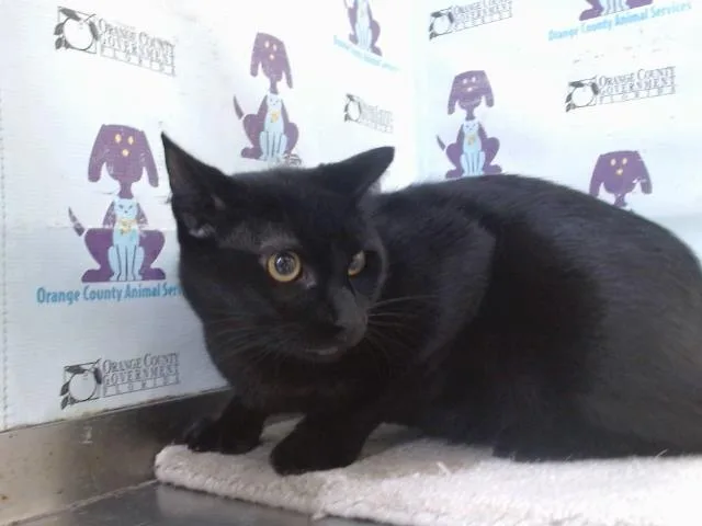 A young small-sized male Domestic Short Hair cat named Max for adoption in Orlando, FL