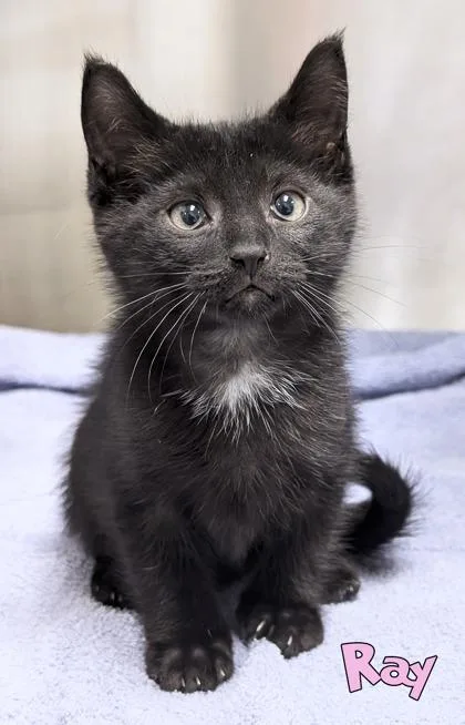 A baby small-sized male Domestic Short Hair cat named Ray for adoption in Mason, MI