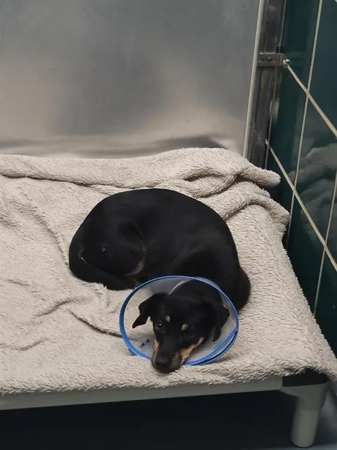 A young small-sized female Chihuahua dog named Penny for adoption in Houston, TX