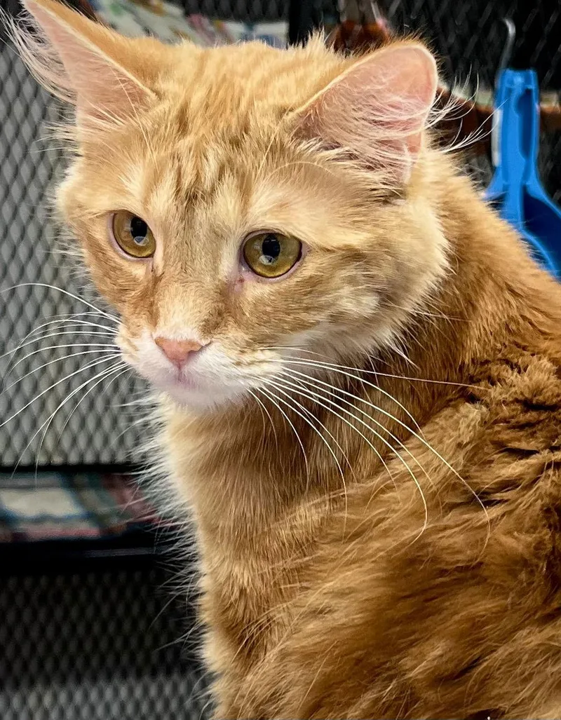 Valencia thumbnail 3