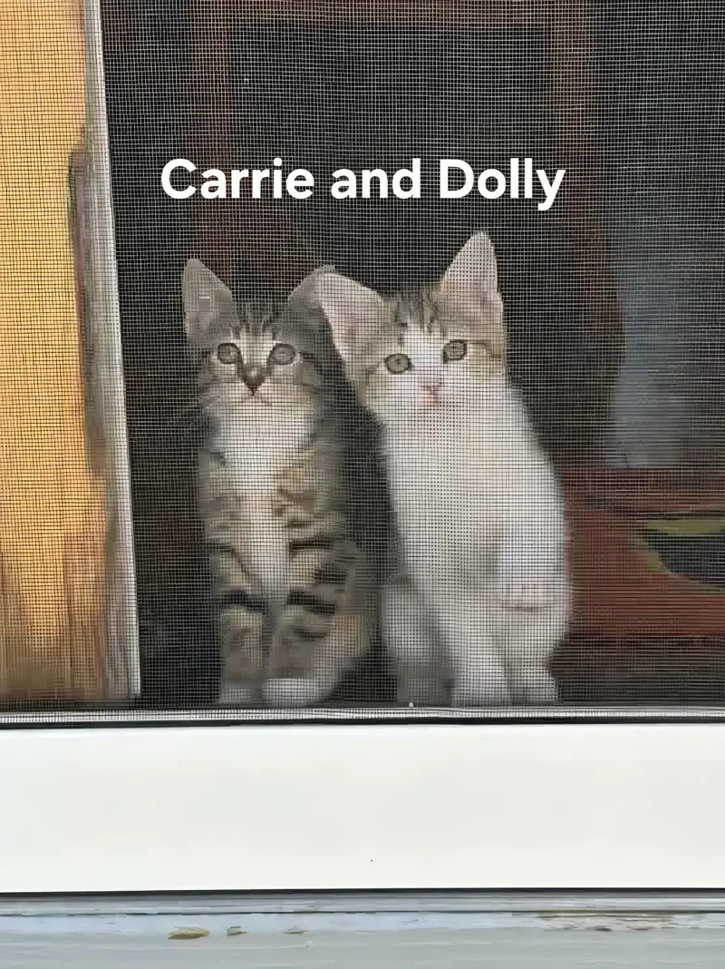 A baby medium-sized female Domestic Short Hair cat named Carrie & Dolly for adoption in Chicopee, MA