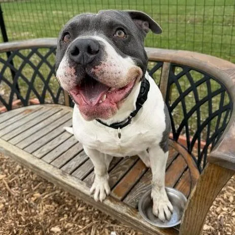 An adult medium-sized male Gray / Blue / Silver American Bulldog dog named Zazu for adoption in Dayton, OH