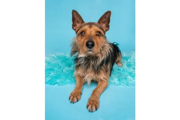 A young small-sized male Australian Terrier dog named Alfalfa for adoption in Palo Alto, CA