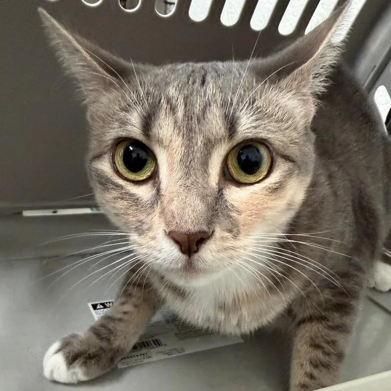 A baby medium-sized female Gray / Blue / Silver Domestic Short Hair cat named Mayu for adoption in Edinburg, TX