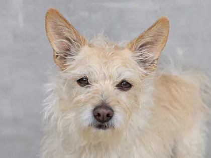 An adult small-sized male Mixed Breed dog named Willie for adoption in Longmont, CO