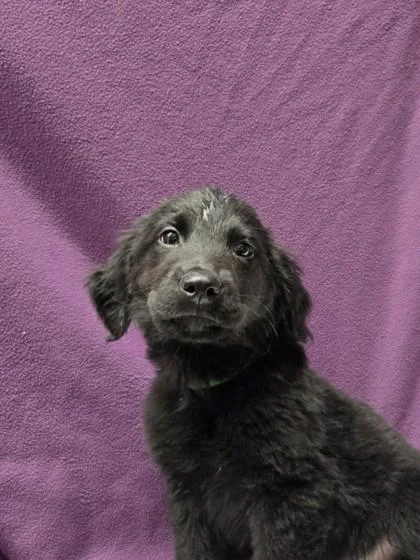 A young small-sized male German Shepherd Dog dog named Kermit for adoption in Roseville, CA