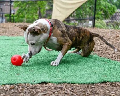 An adult medium-sized female Mixed Breed dog named Honey Bee for adoption in Chamblee, GA