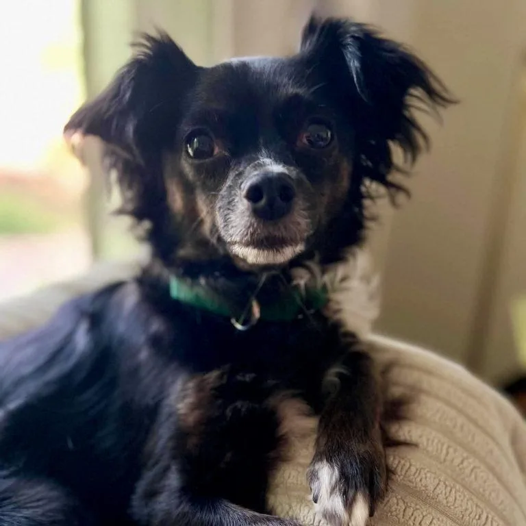 An adult small-sized female Chihuahua dog named Mattie for adoption in Hillsborough , NC