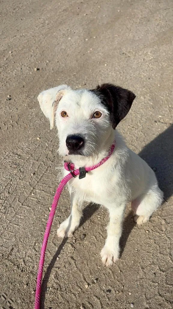 A baby small-sized male Terrier dog named Butters for adoption in Los Angeles, CA