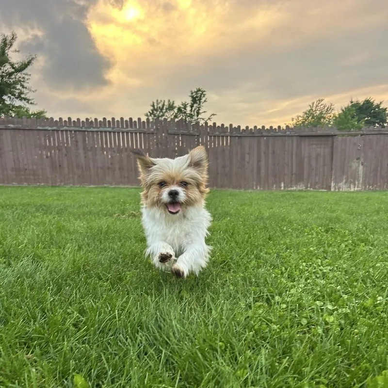 An adult small-sized male Shih Tzu dog named Saint for adoption in South Charleston, OH