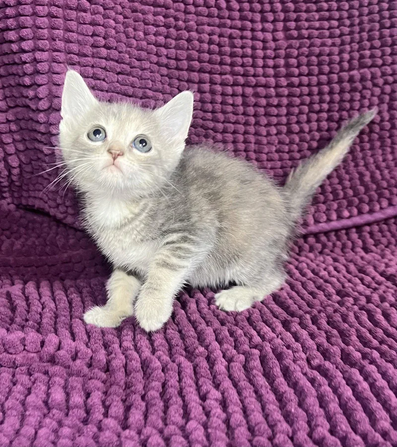 A baby medium-sized female Dilute Tortoiseshell cat named Winnie for adoption in Hammond, LA