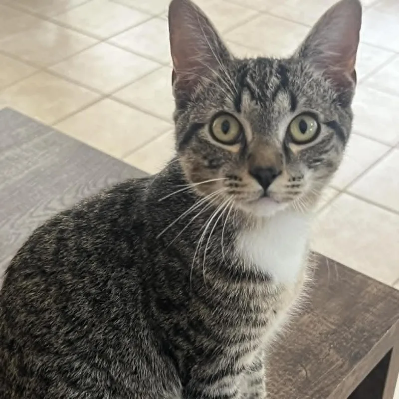 A young medium-sized male Gray / Blue / Silver Domestic Short Hair cat named Drac for adoption in Beaumont, TX