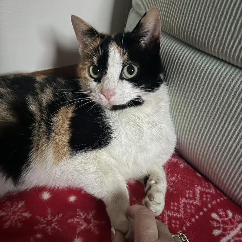 An adult medium-sized female Calico Calico cat named Liv for adoption in Morganton, NC