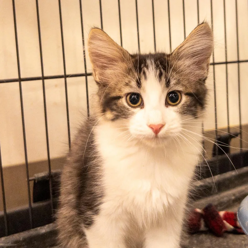A baby medium-sized male Domestic Long Hair cat named Noir for adoption in Overland Park, KS