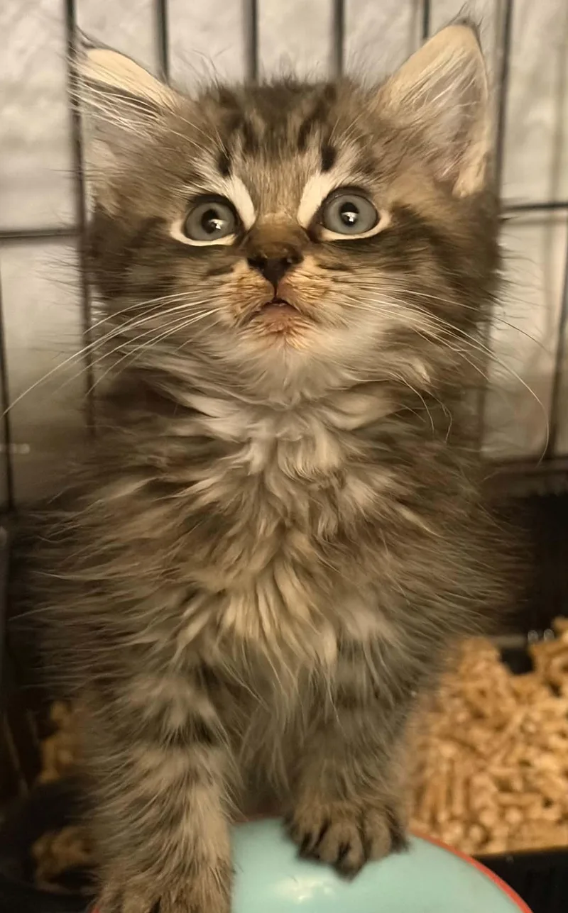 A baby medium-sized male Domestic Medium Hair cat named Grumpy for adoption in Westfield, MA
