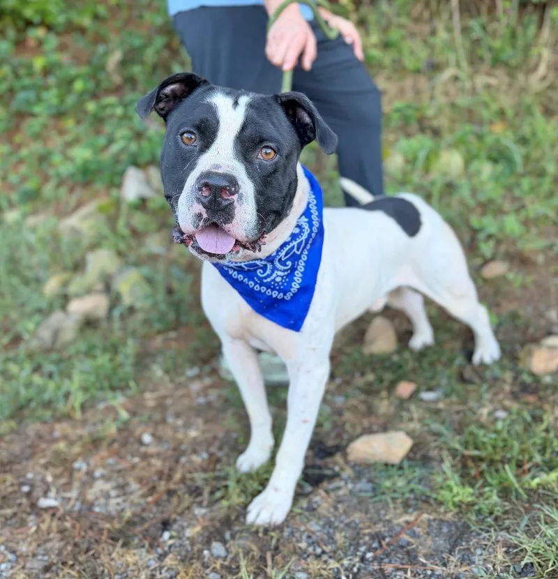 An adult large-sized male Mixed Breed dog named Piper for adoption in Ellijay, GA