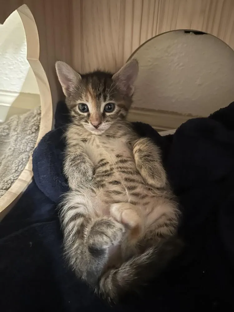 A baby small-sized female Domestic Short Hair cat named Yupi for adoption in Aurora, CO
