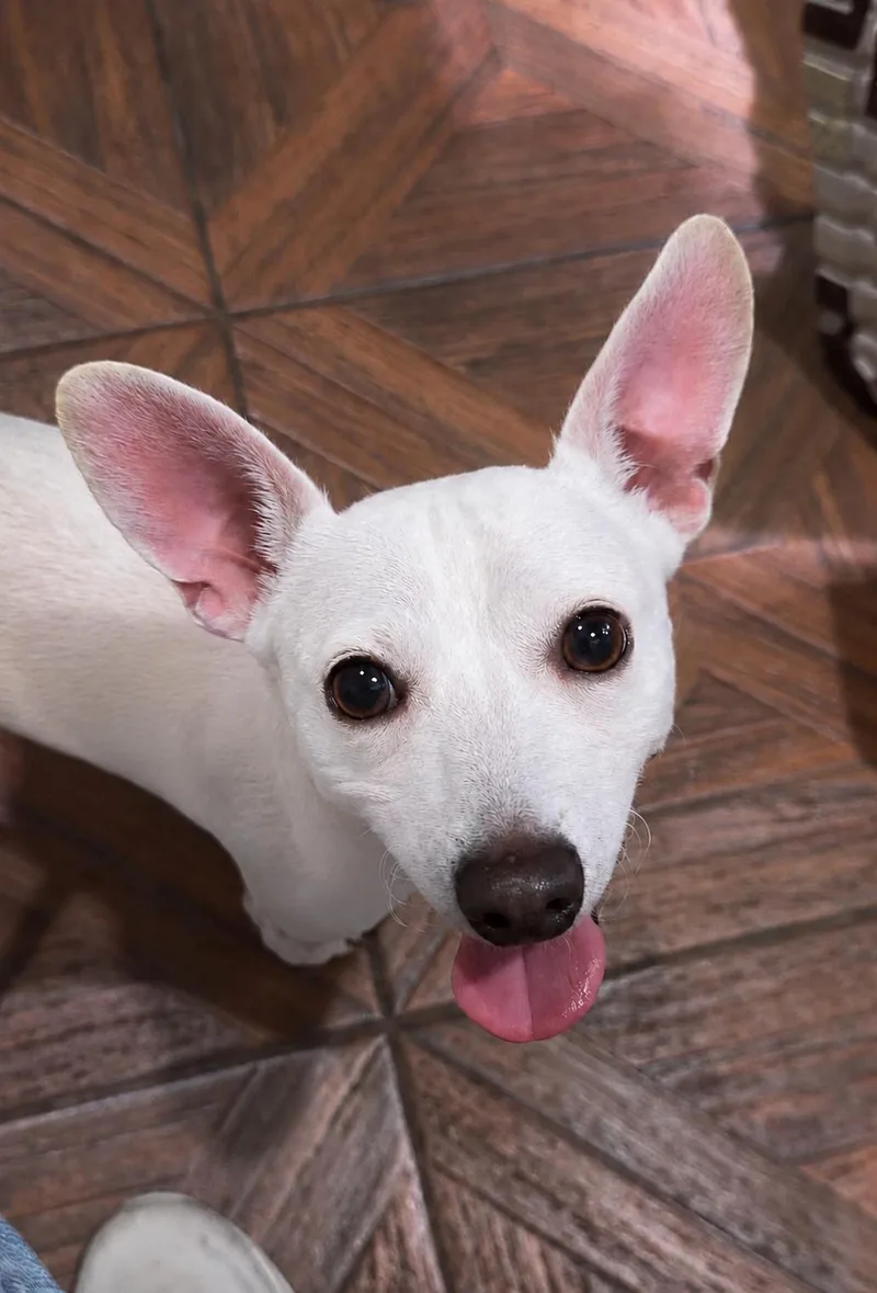 A young small-sized male Chihuahua dog named Mauser for adoption in Tomball, TX