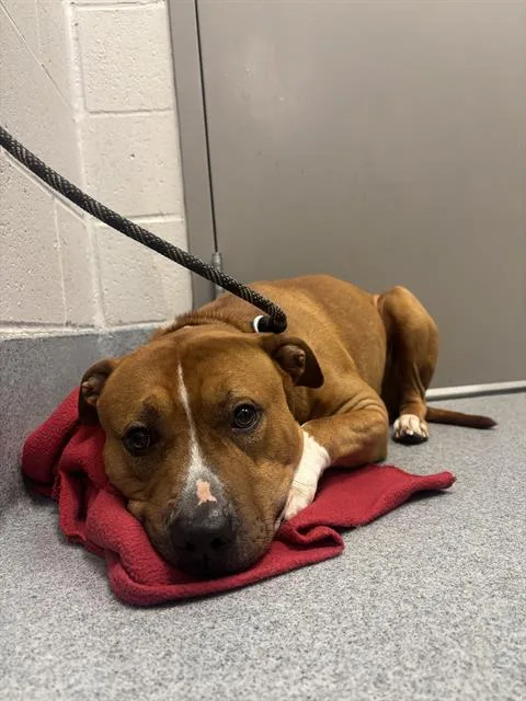 An adult medium-sized male Pit Bull Terrier dog named Cooper for adoption in Indianapolis, IN