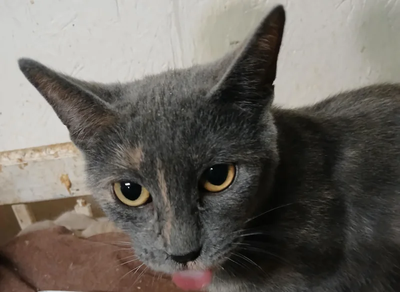 Chestnut Street Sunshine thumbnail 2