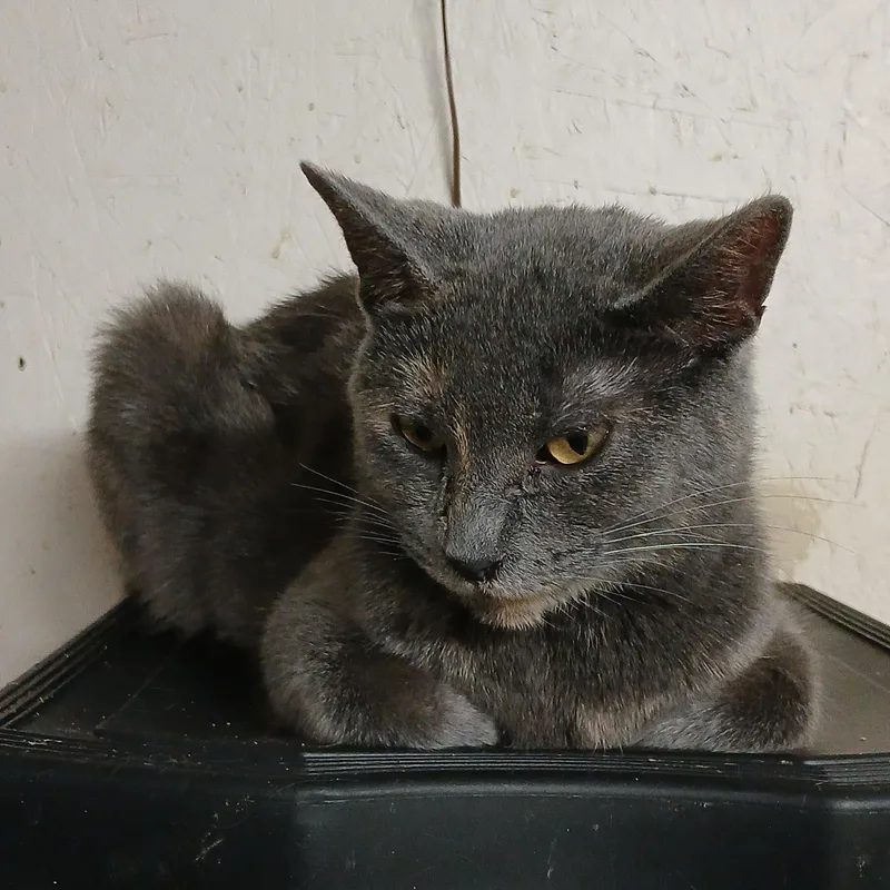 Chestnut Street Sunshine thumbnail 3