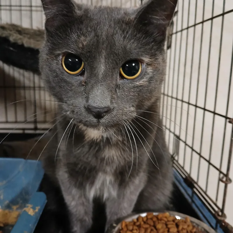 Chestnut Street Sunshine thumbnail 4