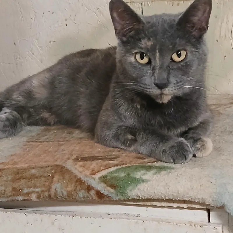 Chestnut Street Sunshine thumbnail 5