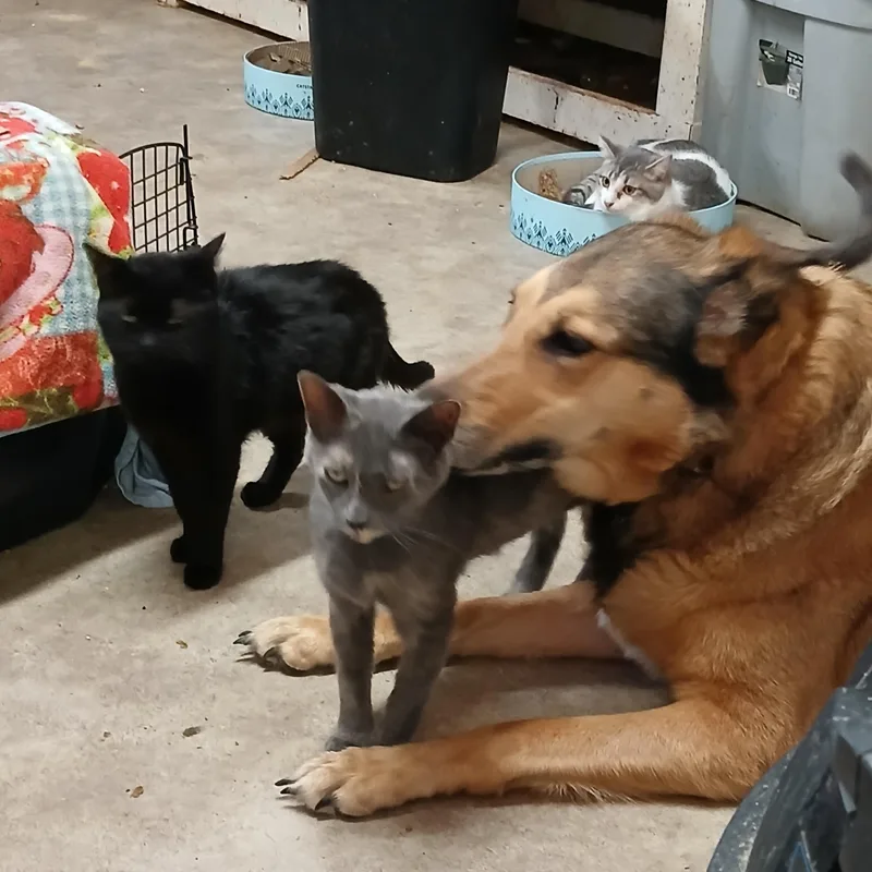 Chestnut Street Sunshine