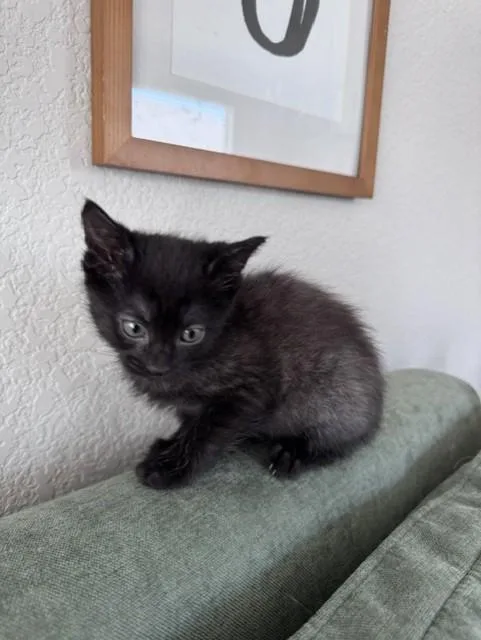 A baby small-sized female Domestic Short Hair cat named Oia for adoption in Colorado Springs, CO