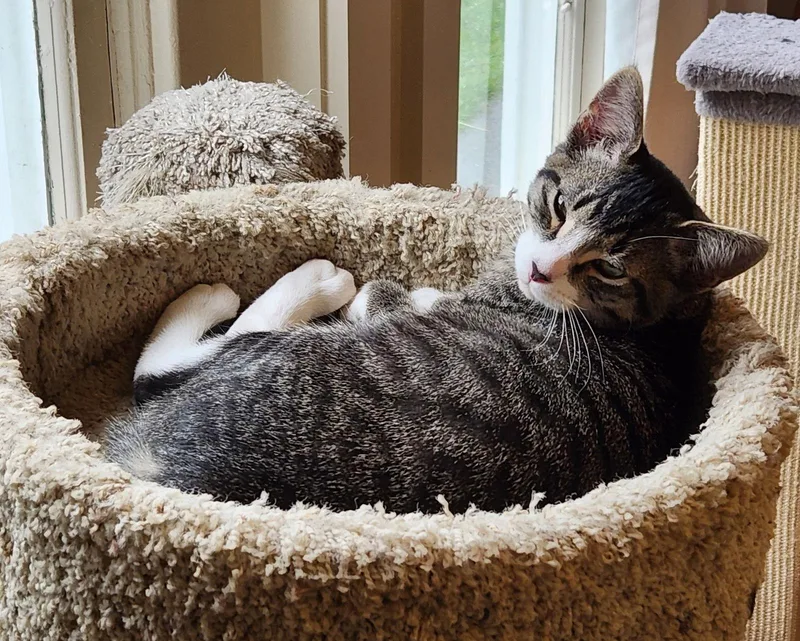 An adult medium-sized male Domestic Short Hair cat named Alexander for adoption in Anacortes, WA