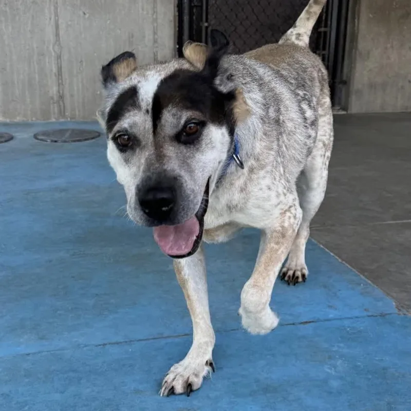 An adult large-sized male Hound dog named Memphis for adoption in Springfield, MO