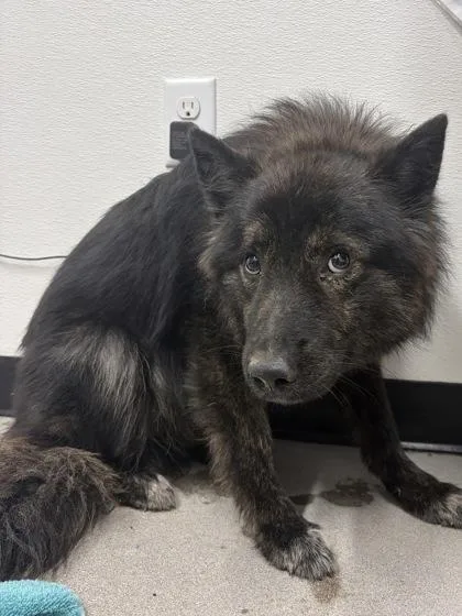 An adult medium-sized male Mixed Breed dog named Brock for adoption in West Chester, PA