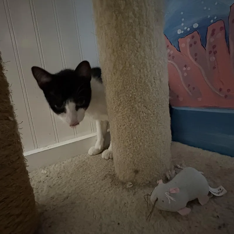A young medium-sized female Black & White / Tuxedo Domestic Short Hair cat named Greta for adoption in Jacksonville, FL