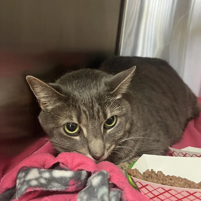 An adult large-sized female Gray / Blue / Silver Domestic Short Hair cat named Panic for adoption in Lakeland, FL