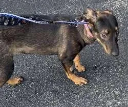 A baby large-sized female Shepherd dog named Abby for adoption in Sudbury, MA