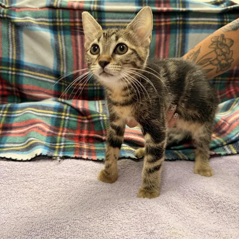 A baby small-sized female Brown / Chocolate Domestic Short Hair cat named Juliet for adoption in Opelika, AL